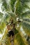 Professional climber on coconut treegathering