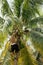 Professional climber on coconut treegathering