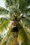 Professional climber on coconut treegathering