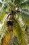 Professional climber on coconut treegathering coconuts with rope