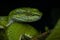 Professional close-up portrait of large-scaled pit viper from Munnar, Kerala, India with a black background with diffused lighting
