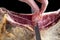 Professional cutter hand carving slices from a whole bone serrano jamon. Knife cutting a spanish serrano ham. Hands of a chef cutt