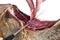 Professional cutter hand carving slices from a whole bone serrano jamon. Knife cutting a spanish serrano ham. Hands of a chef cutt