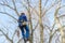 professional cutting tree hanging on large bare branches of nut tree during an autumn cloudy day