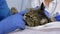 A professional doctor veterinarian performs an ultrasound examination of a cat in a veterinary office. Close-up, assistant calms a