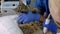 A professional doctor veterinarian performs an ultrasound examination of a cat in a veterinary office. Close-up, assistant calms a