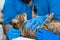 Professional doctors veterinarians perform ultrasound examination of the internal organs of a cat in a veterinary clinic
