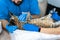 Professional doctors veterinarians perform ultrasound examination of the internal organs of a cat in a veterinary clinic