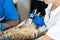 Professional doctors veterinarians perform ultrasound examination of the internal organs of a cat in a veterinary clinic