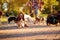 Professional Dog Walker - Basset Hound enjoying in walk