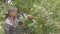 Professional farmer in uniform picking apples in a orchard. Very good harvest of apples