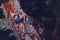 Professional female climber on a bouldering wall.