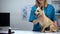 Professional female veterinarian holding small dog, animal clinic examination