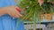 Professional florist cutting flower stems at studio