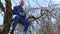 Professional gardener climb up into fruit tree, sit on branch and prune twigs