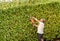 Professional Gardener cuting hedge with an electric hedge trimmer.