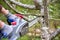 Professional gardener cuts branches on a old tree, with using a chain saw. Trimming trees with chainsaw in backyard home. Cutting