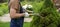 A professional gardener is cutting a thuja tree for a better shape