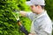 Professional gardener pruning an hedge