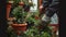 A Professional gardener taking care of costumer\\\'s plants, pruning a lovely plant