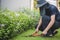 Professional Gardener Trimming Lawn In The Garden