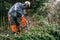 Professional gardener using chainsaw