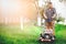 Professional gardener using lawn mower and cutting grass during summer sunset