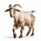 Professional Goat Walking Isolated On White Background - Uhd Stock Photo