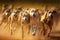 Professional greyhound dog racing close up