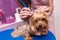 Professional groomer in apron cleaning ears of cute small furry dog