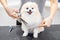 Professional groomer cut hair with scissors and clipper little smile dog pomeranian spitz