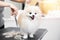 Professional groomer cut hair with scissors and clipper little smile dog pomeranian spitz