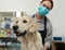 Professional groomer with cute dog in pet beauty salon