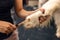 Professional groomer cutting Golden retriever\'s fur