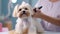 Professional groomer gives cute little dog trendy haircut at zoo salon. Dog grooming