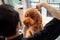 Professional grooming an apricot dog labradoodle in hair salon for dogs. Young female groomer hairdresser removes, cut