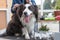 Professional grooming of felted hair of the Border Collie