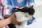 Professional grooming master cuts and shaves cat, cares for domestic pet