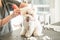 Professional grooming on white dog maltipoo in hair salon