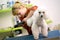 Professional grooming white poodle. Dog gets hair cut at Pet Spa Grooming Salon. Closeup of Dog. groomer concept.the dog has a