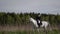 professional horse rider lady is riding stallion is walking at nature at summertime