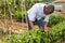 Professional horticulturist working with seedlings of green peppers