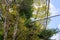 Professional landscapers spring pruning of trees with a chainsaw, standing on a platform of mechanical lift