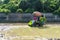 Professional local Asian farmer and agriculture vehicle machine transplant rice seediing in a paddy field in the open sky day