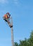 Professional lumberjack cutting tree on the top with a chainsaw