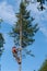 Professional lumberjack cutting tree on the top with a chainsaw