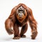 Professional Orangutan Photo: Full Body In Movement 8k Uhd