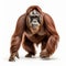 Professional Orangutan Photo: Full Body, In Movement, 8k Uhd
