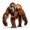 Professional Orangutan Photo: Full Body, In Movement, 8k Uhd