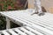 Professional Painter Rolling White Paint Onto The Top of A Home